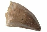 Fossil Mosasaur (Prognathodon) Tooth - Morocco #217006-1